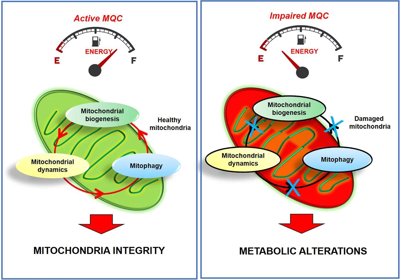 Diagram illustrating how NAD+ participates in redox reactions within mitochondria